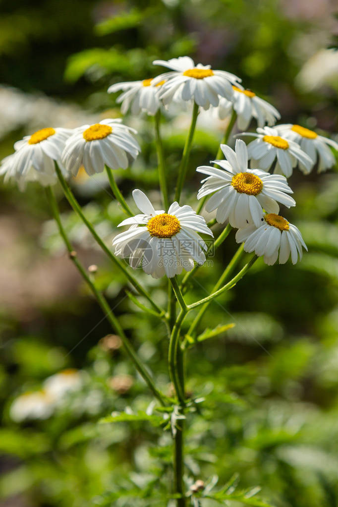 甘菊花菊花烟花白图片