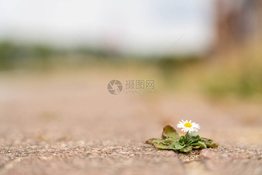 一朵野花在路边一个平台的图片