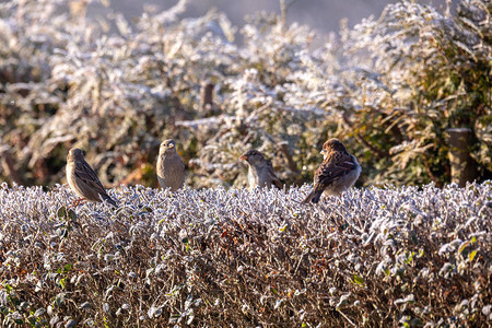 美丽的小鸟屋鸟麻雀过路家畜坐在冬季花图片