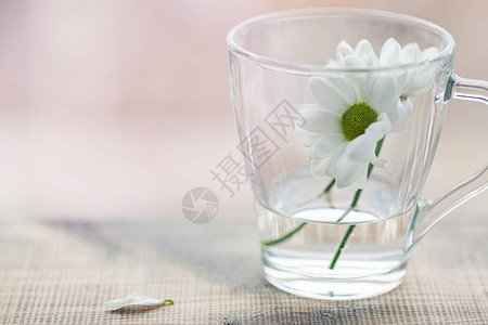 白色菊花有绿色核心和美丽的花瓣近图片