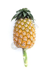 白底面的成熟菠萝健康的菠萝图片