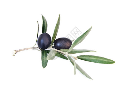 橄榄枝上的新鲜橄榄白图片