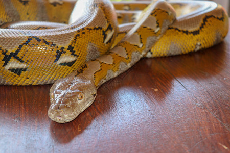 白化网纹蟒蛇的肖像美丽的爬行动物国际蛇日背景图片
