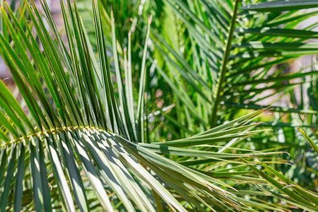 热带棕榈绿叶天然纹理图片