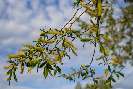 盛开的白柳树枝映衬着蓝天春天的风景图片
