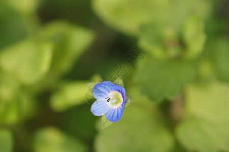 蓝色的小花就像美丽的绿色背景一样背景图片