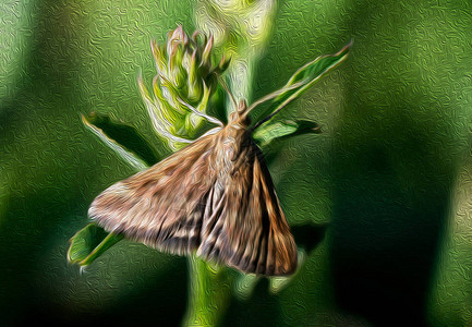 蝴蝶的数字油画图片