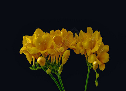 孤立的黄色花朵自由布吉绿干麦背景图片