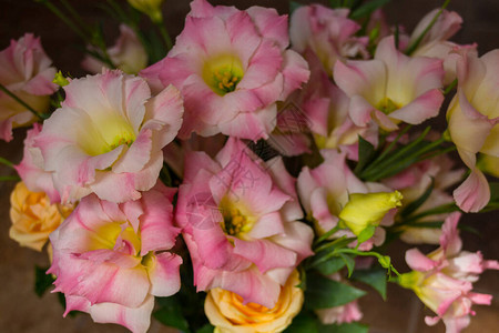 粉红色的洋桔梗花这些花通常被背景图片