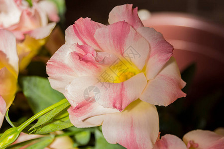 粉红色的洋桔梗花这些花通常被背景图片
