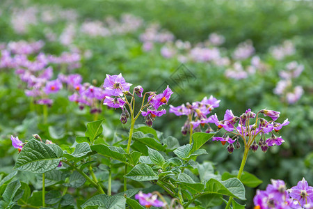 有紫色花的马铃薯田图片