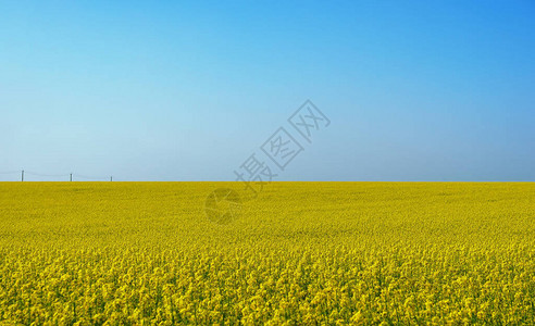 油菜花花海图片