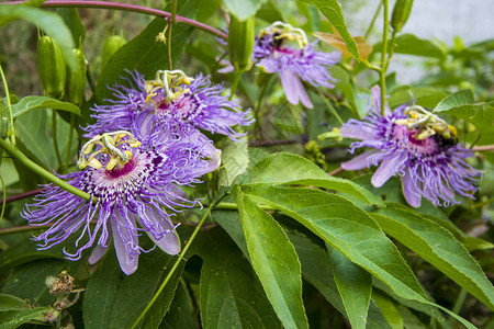 紫色花和叶子Passiflorainca图片
