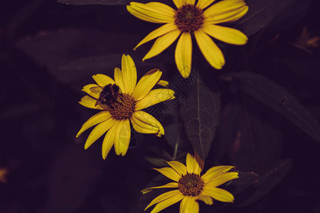黄色花朵与大黄蜂盛开的花朵图片