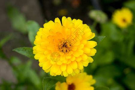 花园里的金盏花橙图片