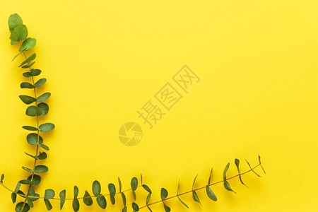 Eucalyptustwigs使用亮黄色背景平面背景图片