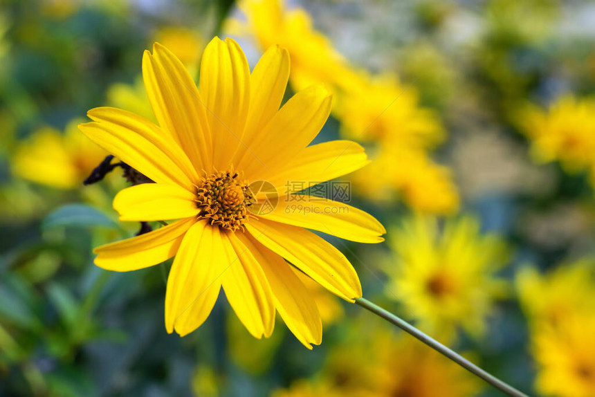 花园里赫利安图斯的黄花图片