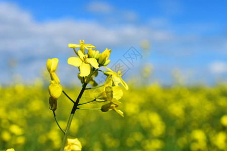 黄色的油菜花特写图片