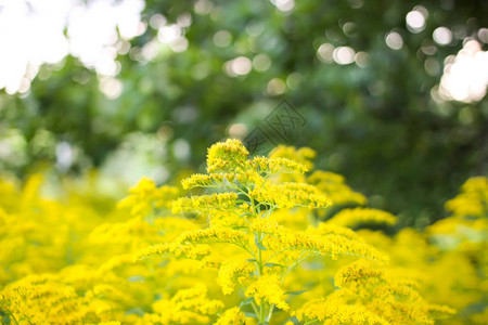 夏日花园中盛开的一枝黄花或黄花植物图片