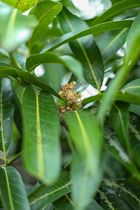 芒果叶的绿色背景图片