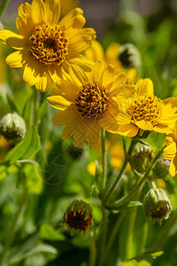 花园里的山金车foliosa黄色的花山金车foliosa花园图片