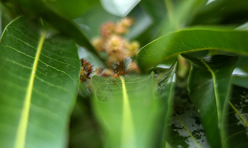 树上芒果叶上的红蚂蚁图片