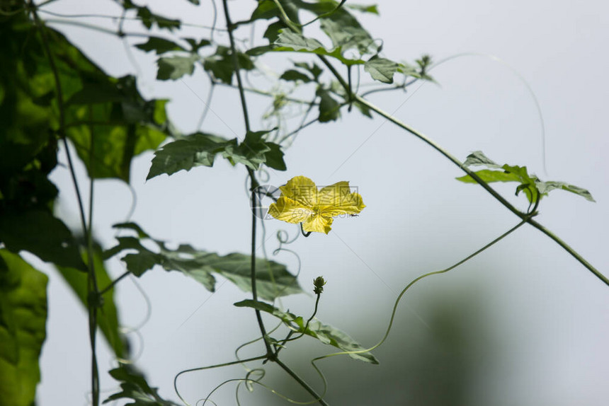 苦瓜菜小黄花图片