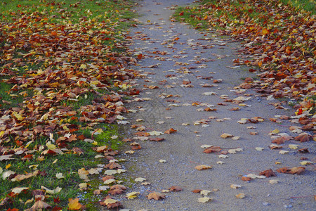 地上五颜六色的秋叶背景图片