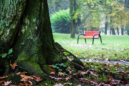 有秋叶的公园长椅五颜六色的树叶图片