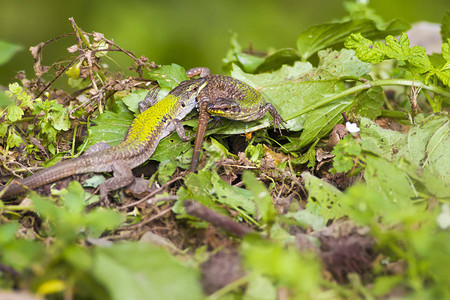 蜥蜴和绿色森林绿色自然背景图片