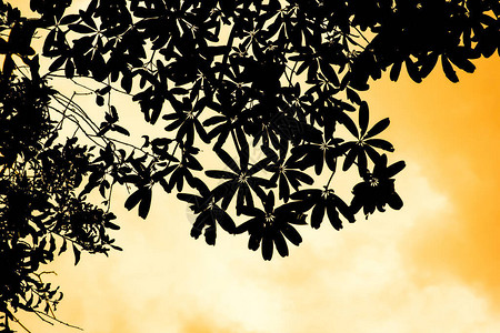 关闭叶子黄色Allamanda花的阴影图片
