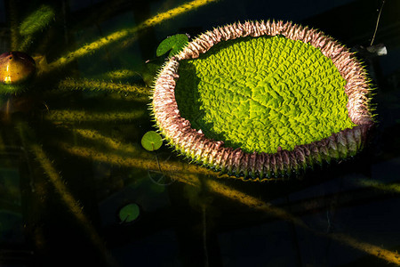 亚马逊睡莲皇家睡莲巨型睡莲或亚马逊水盘图片