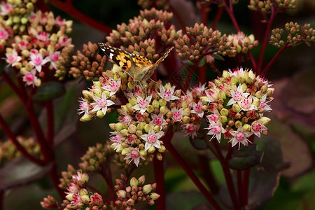 大黄蜂在景天或OrpineLivelonghylotelephiumMatrona的花朵上采集花蜜多年生多肉植物的夏季花头hyl背景图片