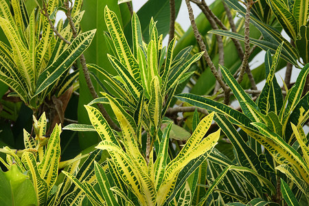热带花园中的绿色和黄色可克隆植物图片