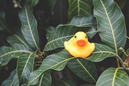 芒果叶上的黄色塑料鸭娃图片