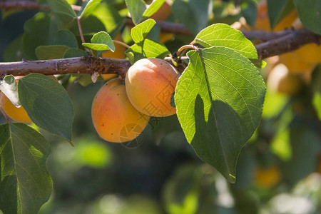 杏子树上的杏子夏天的水果图片
