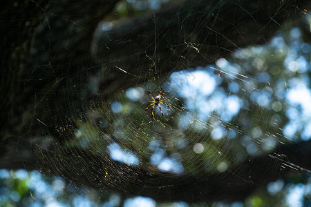 这些大蜘蛛在我们走小径时到处都是在公园里背景图片