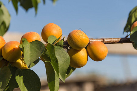 杏子树上的杏子夏天的水果图片