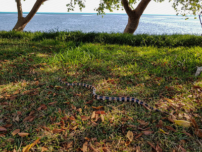 来自新喀里多尼亚近海边的一条横带海蛇阳光明媚的一天背景图片
