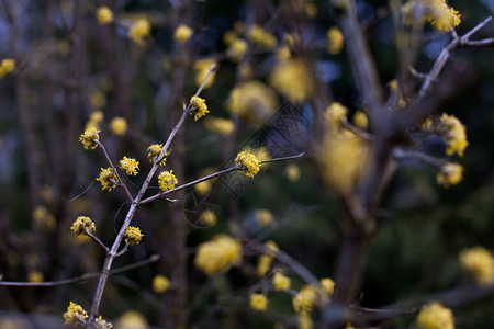 有黄色花朵的开花山茱萸树枝图片