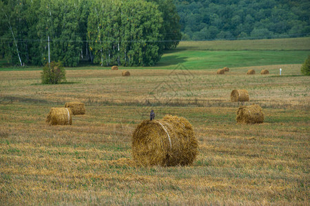 乡村景观小麦收割稻草压成堆图片