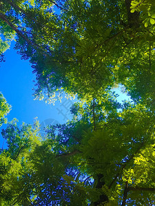 蓝天下的绿树顶图片