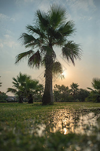 日出中的棕榈树图片