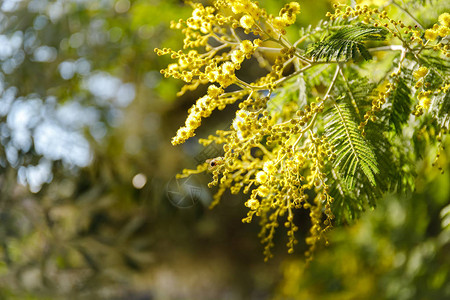 美丽的mimosa户外树枝图片