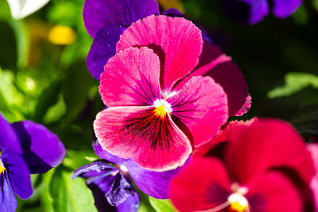 花园里的角紫罗兰园艺图片