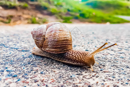 大蜗牛特写在路上爬行爬行在地面的图片
