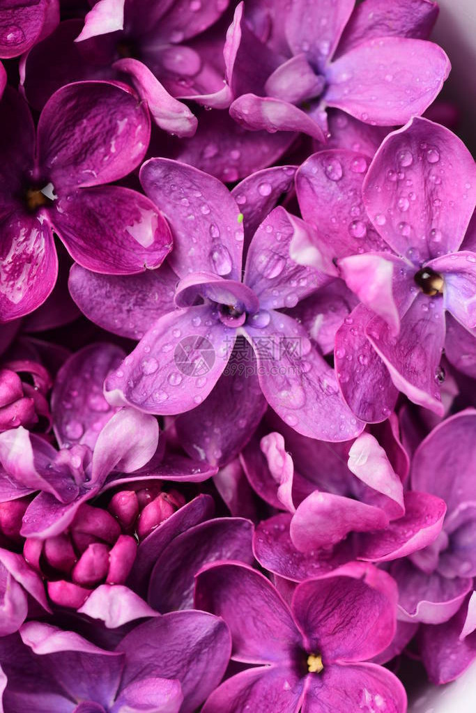 明亮的淡紫色花朵自然背景图片