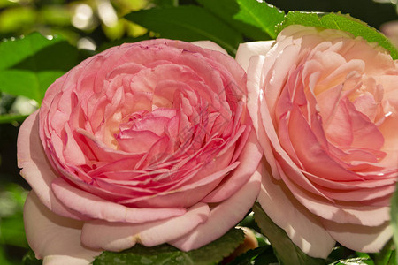 两朵粉红玫瑰图片
