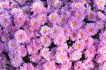 粉红菊花精细的秋天花图片