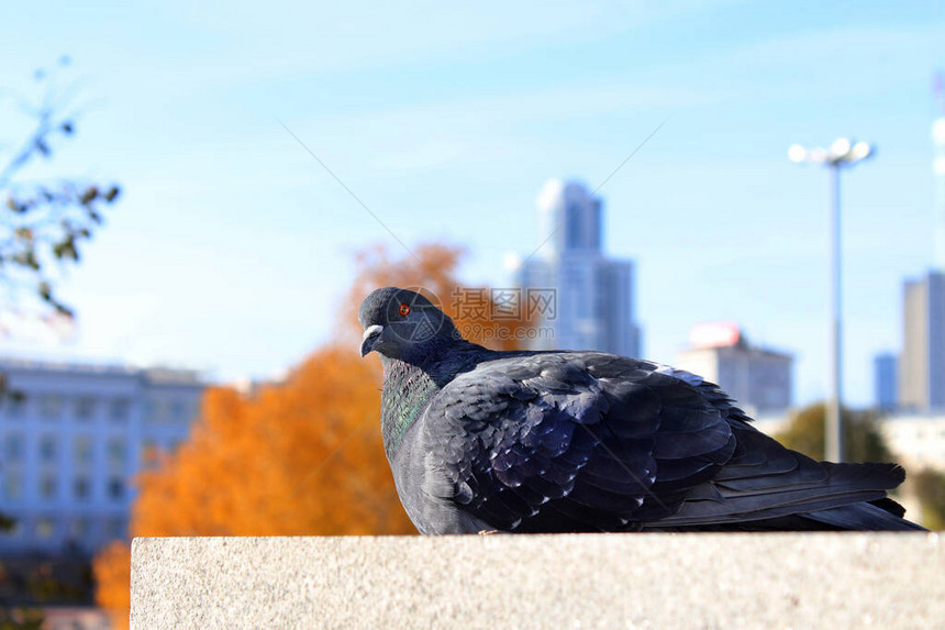 美丽的灰鸽坐落在秋天城市的背景上图片